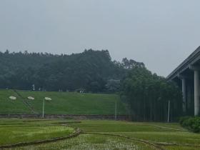 【自律哥觉察报告】第1027篇:清明雨上,遥寄相思