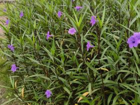 【自律哥觉察报告】第1113篇:任何领域从生手到大师的秘密