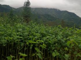 【康哥日记】第125篇:雨下一整天,很庆幸已平安到外婆家