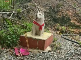 【自律哥觉察报告】第1389篇:清明扫墓祭拜祖先