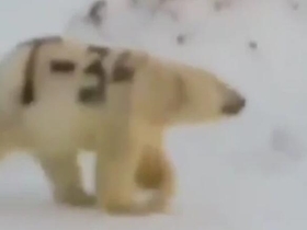 痛心！北极熊身上被无良之人“赐字”，网友：失去了保护色会饿死的！