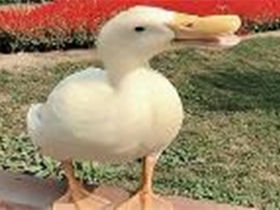 警方回应王珞丹寻鸭启事 不食用别人的宠物是人对这个社会的尊重！